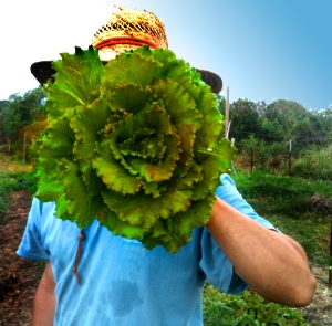 A farmer holds up a giant head of lettuce in front of his face.