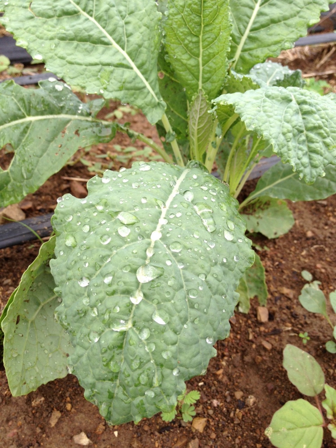 A closeup of a kale plant in the soil, leaves covered in jewel-like drops of dew.