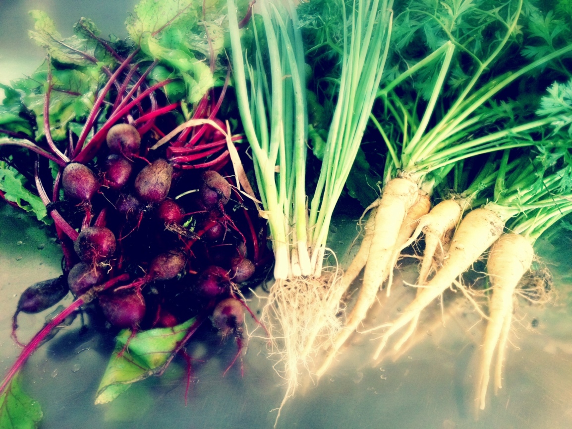 A pile of several dozen freshly harvested beets and their greens, a bunch of scallions, and a pile of white carrots with their greens rest on a stainless countertop at ARTfarm.