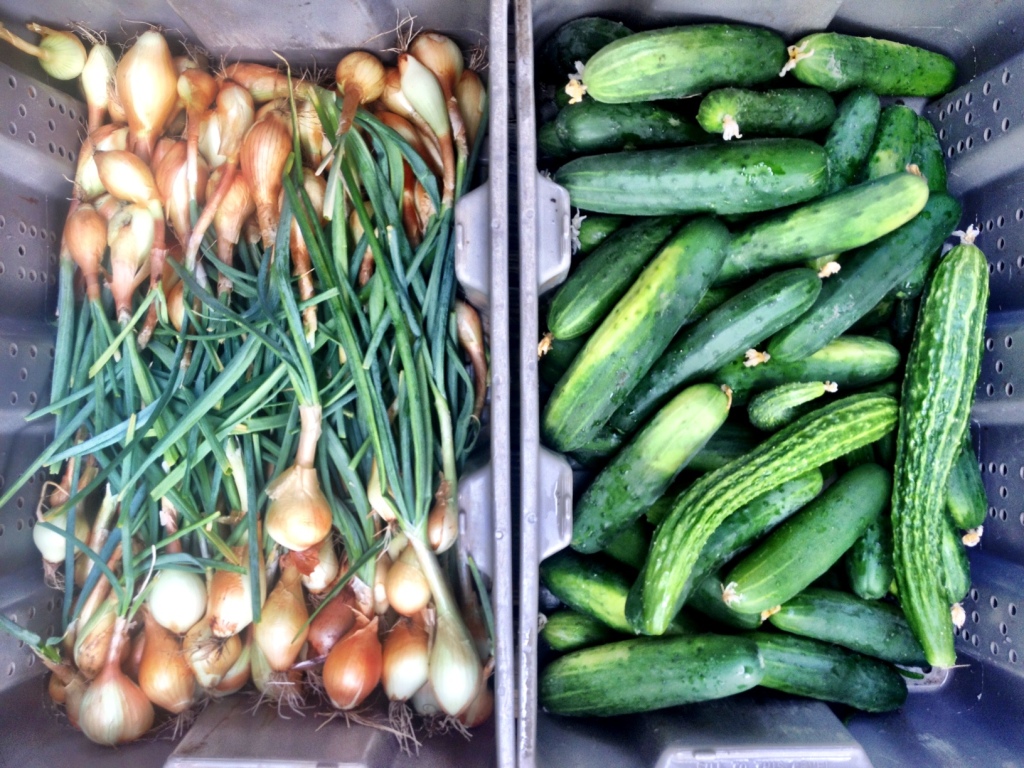 Grey harvest tubs side by side hold green cucumbers and sweet onions with the green tops on.
