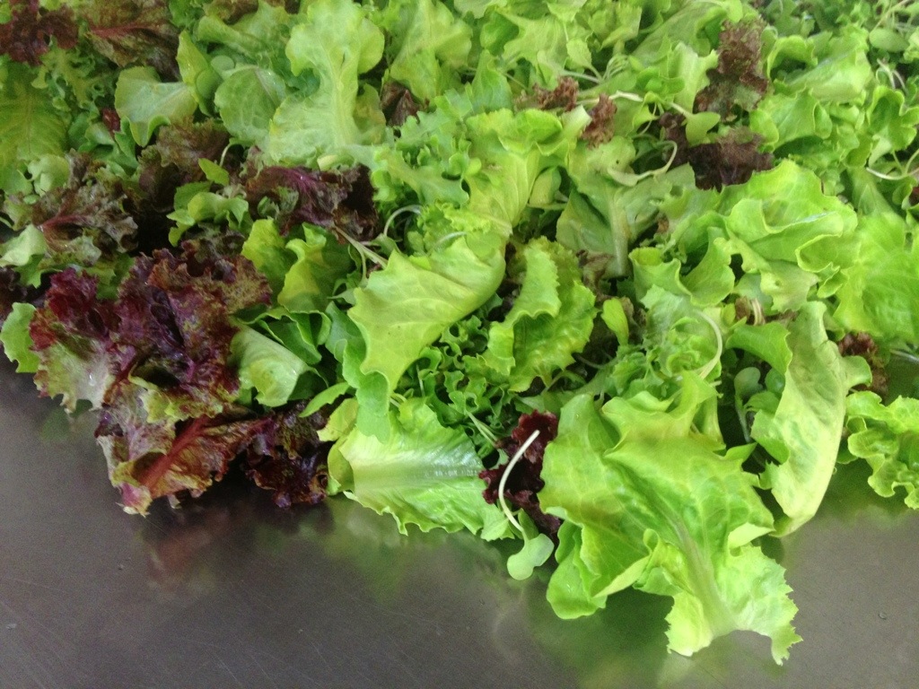 ARTfarm Farmstand Popup Wednesday 4/19/2023, 5-5:30pm! Salad Greens!