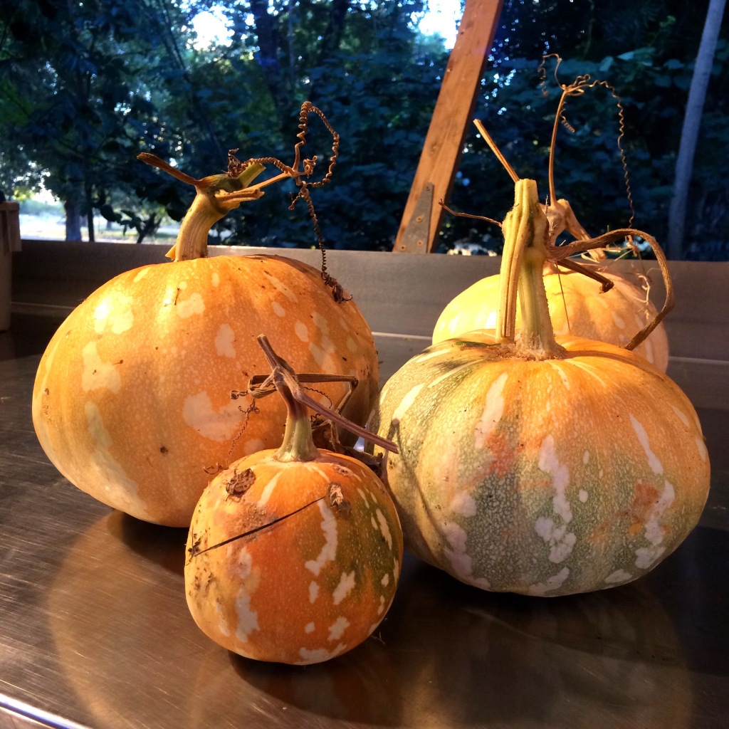 Four pale orange, white spotted pumpkins sit on a stainless tabletop, with pale blue early morning light on the trees and pastures in the distance.