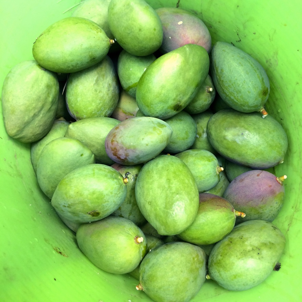 Several dozen green-to-purple mangoes are piled in a large green rubber bucket that is almost the same shade of green.