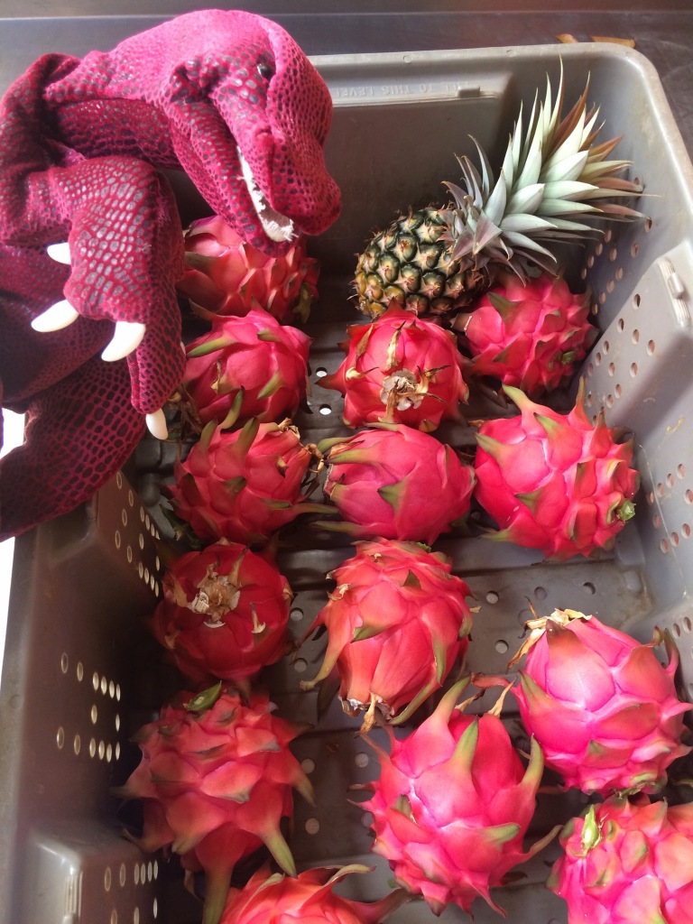 A trug full of ripe hot pink dragonfruit is photobombed by a pineapple and a magenta T-rex puppet.