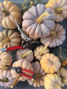 The Seminole and other small pumpkins are finally ready! The plump seeds are delicious roasted with olive oil and a generous pinch of sea salt, don't forget them!