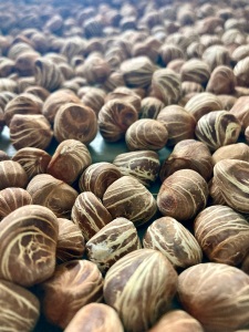 malabar chestnuts
